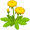 dandelion5