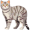 cat5