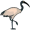 ibis5
