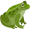 toad5