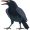 raven5