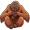 orangutan5