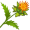 safflower5