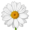 chamomile5