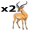 antelopes5