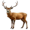 stag5