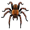 tarantula5