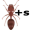 ant5