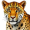 leopard5