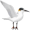 tern5