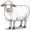 sheep5