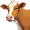 cow5