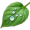 dew5