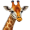 giraffe5