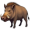 boar5