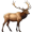 elk5