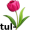 tulip5