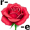 rose5