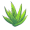 aloe5