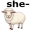 sheep5