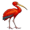 ibis5