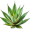 aloe5