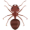 ant5