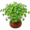 cress5