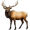 elk5