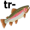trout5