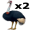 emu5