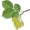 elm5