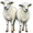 ewes5