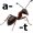 ant5