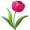 tulip5