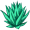agave5