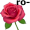 rose5