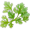 parsley5