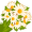 chamomile5