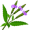 verbena5