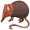 shrew5