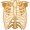 ribcage5
