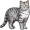 cat5