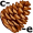 c-on-e5