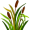 reed5