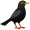 blackbird5