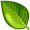 leaf5
