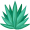 agave5