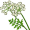 cumin5