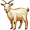 goat5
